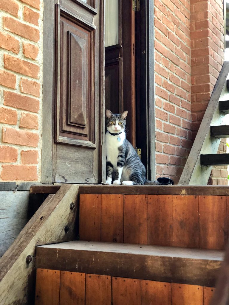 6_motivi_per_cui_il_gatto_sorveglia_la_porta