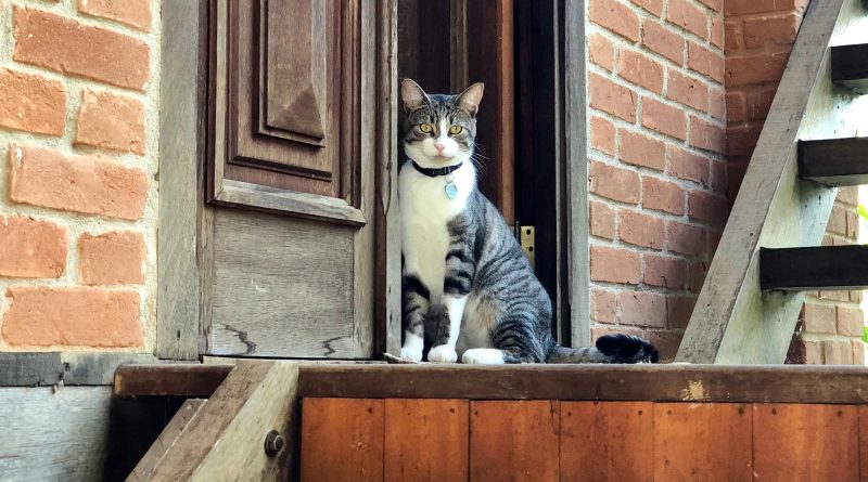 6_motivi_per_cui_il_gatto_sorveglia_la_porta