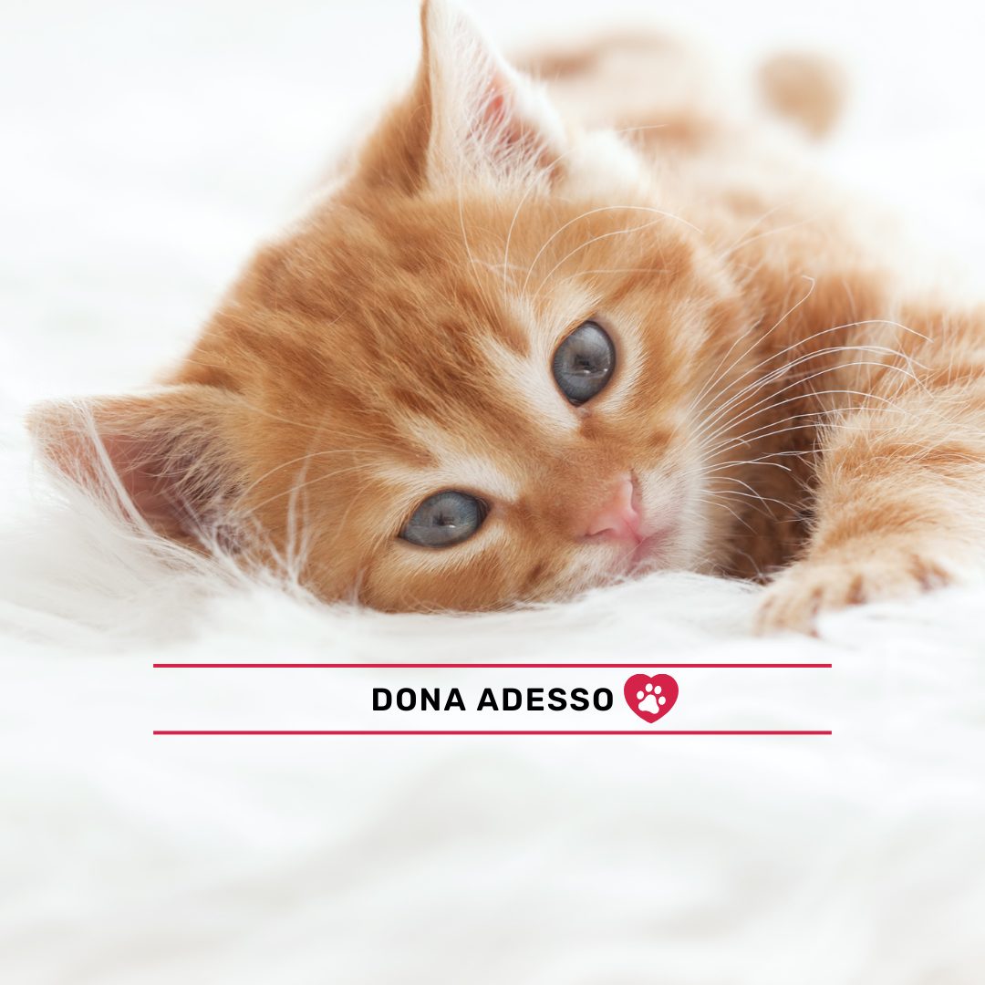 Dona adesso per aiutarli